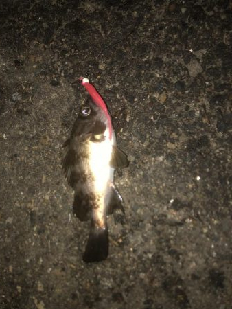 サイズはダウン中